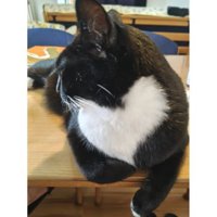 室内にいる猫