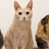 オレンジ毛の猫