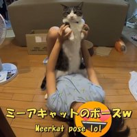 ミーアキャットのポーズ