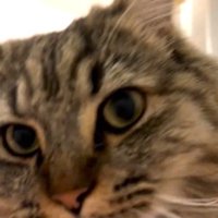 飼い主さんを見つめる猫