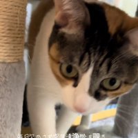 報告しに来る猫