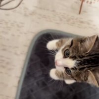 足元にいる子猫