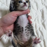 バンザイする子猫