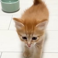 歩いている子猫
