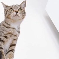 人の肩に乗る子猫
