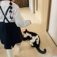 娘さんを通せんぼするハチワレ猫