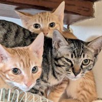 緊張した様子で飼い主を見つめる子猫たち