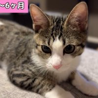 ふせている子猫