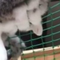 後ろ足のアップ