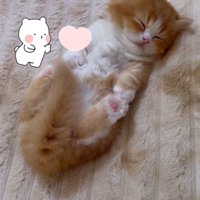 カーペットの上で仰向けになって気持ち良さそうに眠る子猫