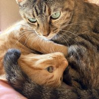 絡み合っている2匹の猫