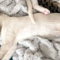 横向きで寝ているシャム系子猫