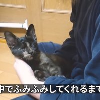 抱っこされる猫