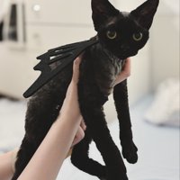 背中に羽のおもちゃをつけた猫