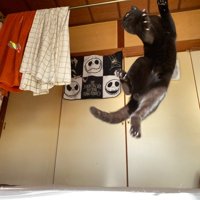 跳ねる黒猫