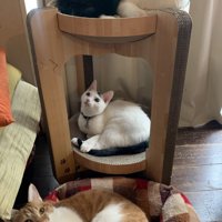 キャットタワーでくつろぐ黒白ハチワレ猫＆白ハチワレ猫とベッドでくつろぐ茶白猫