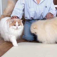 ダブルなでなで