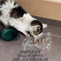 ラップの上のごはんを食べる猫