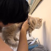 壁際で抱っこされた猫