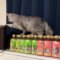 手を伸ばす猫