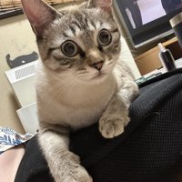 クッションに座るキジ模様の猫