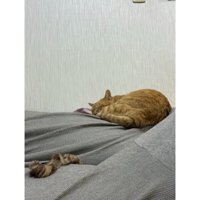 寝ている猫とシュシュ