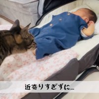 赤ちゃんに近づくキジトラ猫