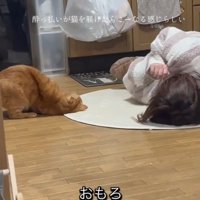 何度もマネをする猫