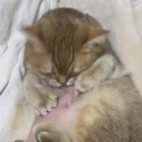 おなかをなでられる猫