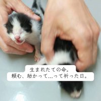 目が開いていない子猫