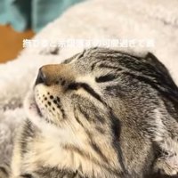 口をもぐもぐ動かす猫