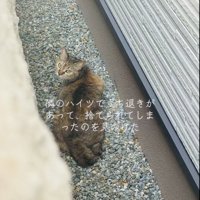 砂利道の上で振り返るキジトラ猫