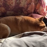 横になる犬