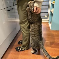 飼い主の足に立って抱きつく猫（飼い主を見上げている）