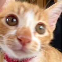 子猫の顔のアップ