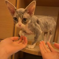 子猫に両手を差しだす飼い主