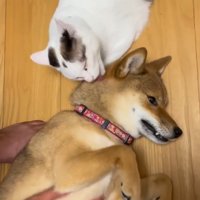 犬の頭を舐める猫