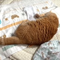 寝転がる姿