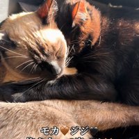 シャム柄の猫と黒猫