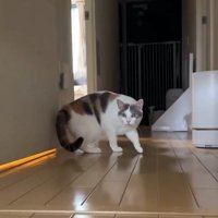 姿勢を低くする猫