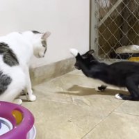 先住猫にちょっかいをかける子猫