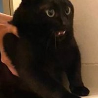 浴槽のふちでびっくり顔の黒猫のアップ