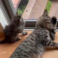 子猫と猫が左右対称に顔をなでる瞬間