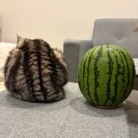 猫とスイカ