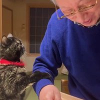 飼い主におねだりをする猫