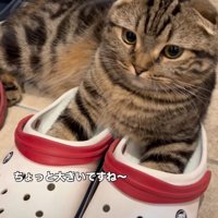 クロックスを履く猫