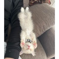 ソファで寝ている子猫