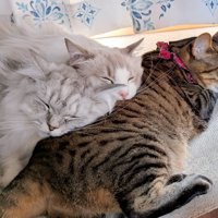 猫の上で寝ている2匹の猫
