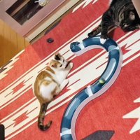 ボールで遊ぶ三毛猫とキジトラ猫