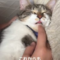 舌をだして寝ている猫